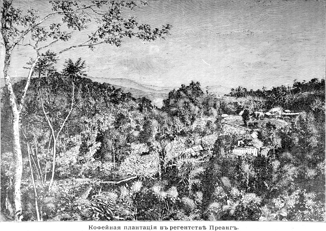 241 Кофейная плантация в регентстве Преанг